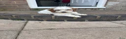 Cockapoo dogs for sale: 2 beautiful F1 cockapoo puppies  - Advert 27