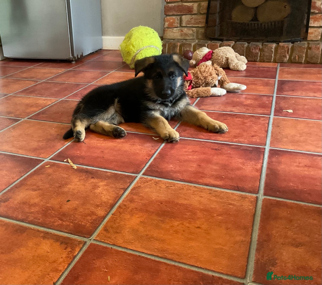 German Shepherd dogs for sale: 25 years experience  breeding German Shepherds - Image 13