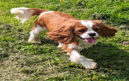 Cavalier King Charles Spaniel dogs for sale: KC Health Tested Cavalier King Charles Spaniels - Image 24