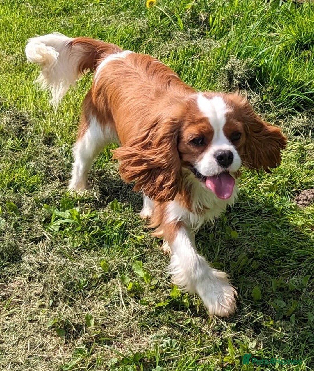 Cavalier King Charles Spaniel dogs for sale: KC Health Tested Cavalier King Charles Spaniels - Image 24