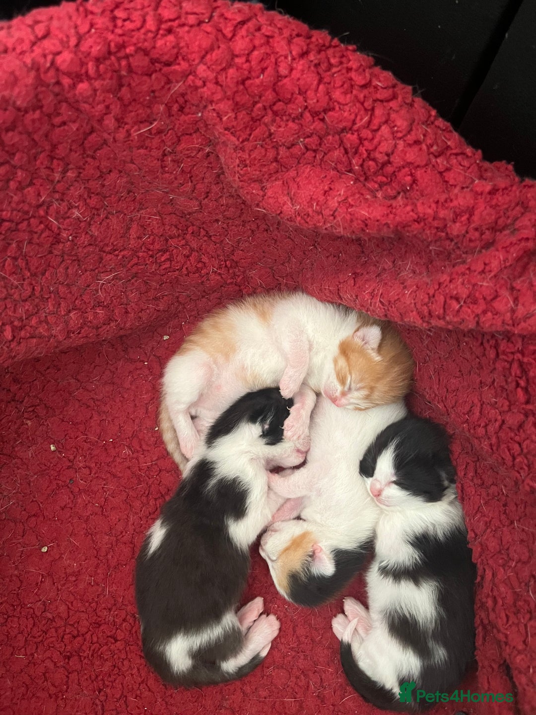 Mixed Breed cats for sale: Mixed breed kittens - Image 10