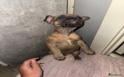 French Bulldog dogs for sale: Frenchie pups for sale  - Image 10