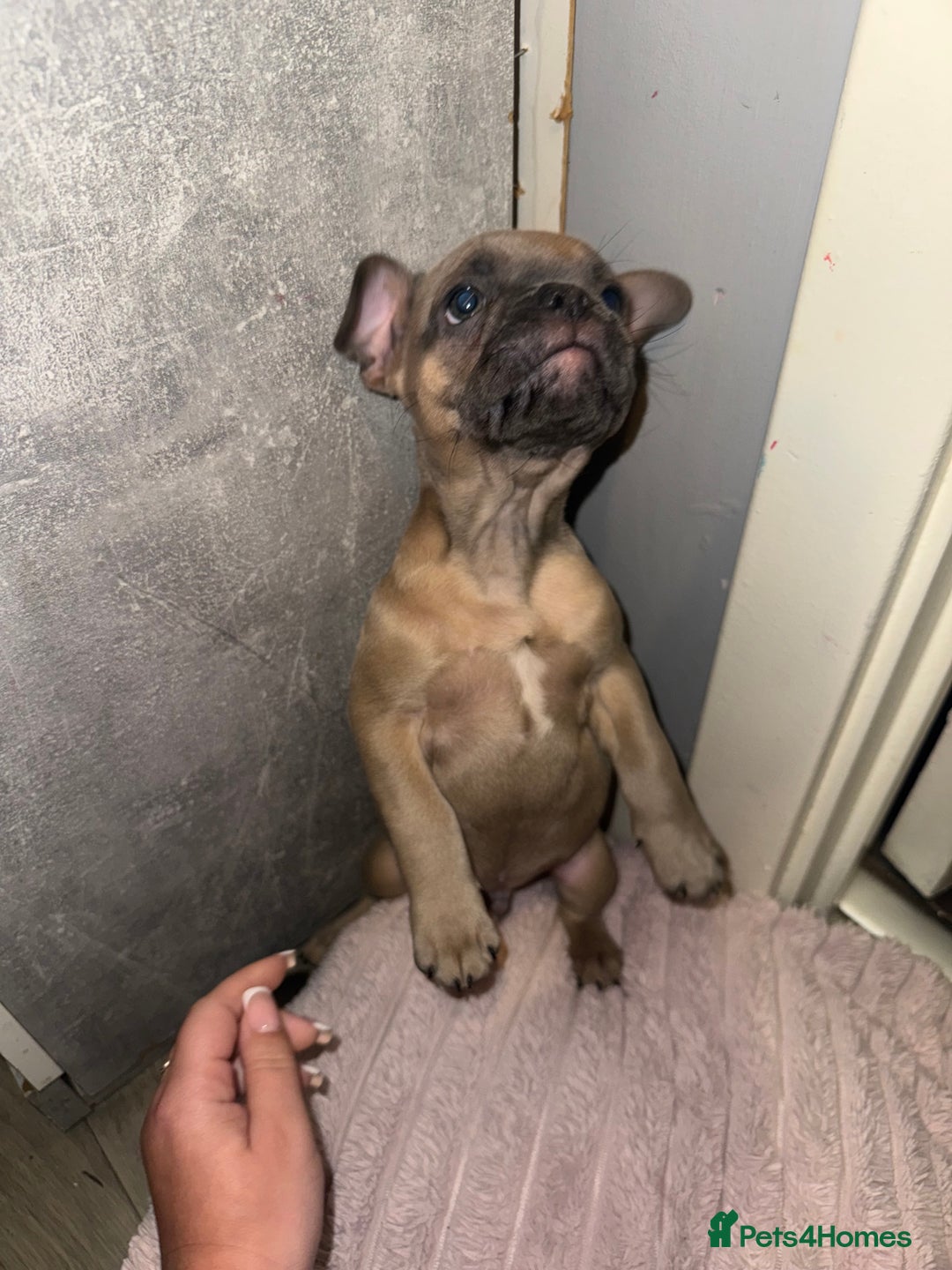 French Bulldog dogs for sale: Frenchie pups for sale  - Image 10
