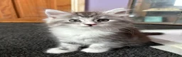 Maine Coon cats for sale: 4 Stunning pure Maine Coon Kittens - Advert 13