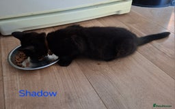 Mixed Breed cats for sale: Calling all witches and black cat lovers! - Image 5