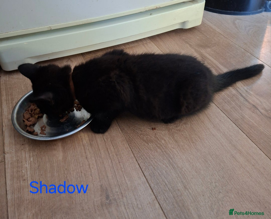 Mixed Breed cats for sale: Calling all witches and black cat lovers! - Image 5