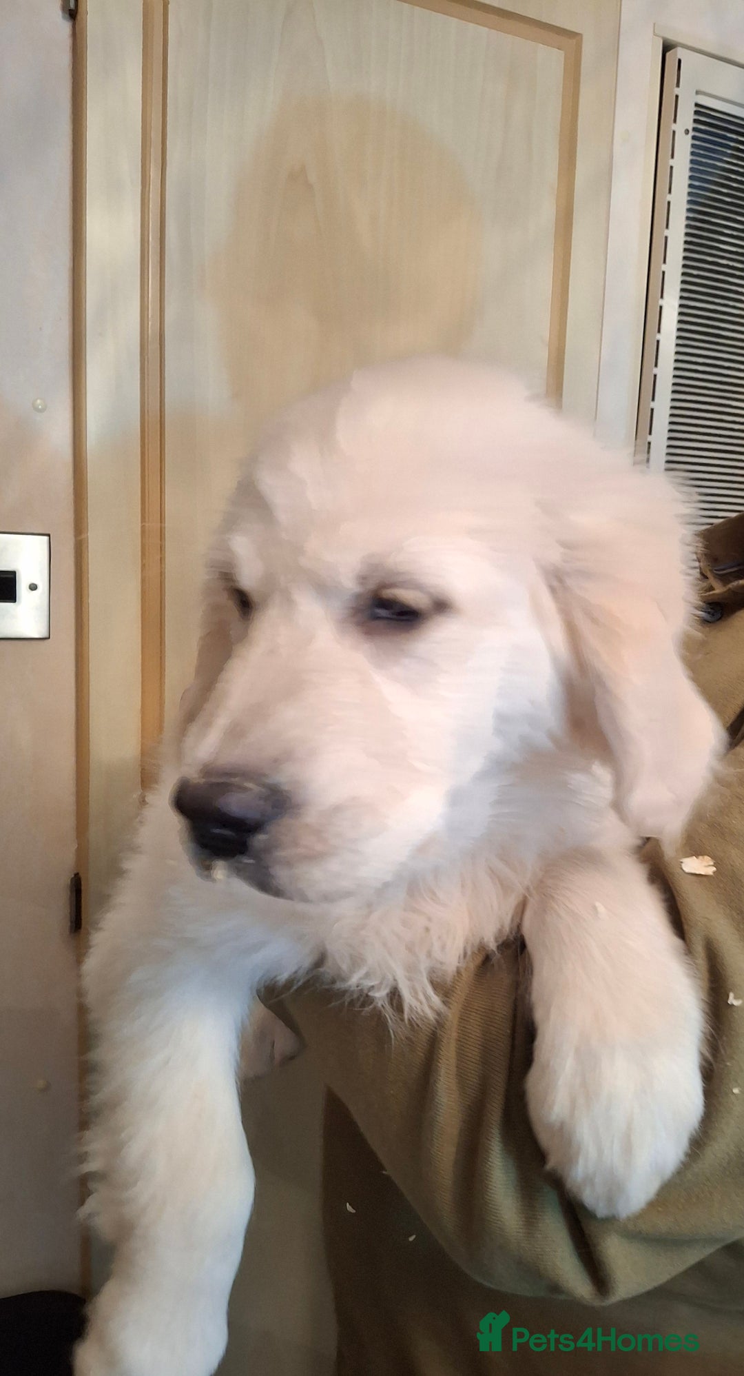 Golden Retriever dogs for sale: KC Registered Golden Retreiver Puppies  - Advert 17