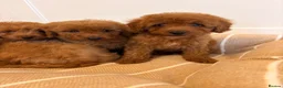 Labradoodle dogs for sale: LICENSED BREEDER TOY MINIATURE LABRADOODLES   - Advert 4