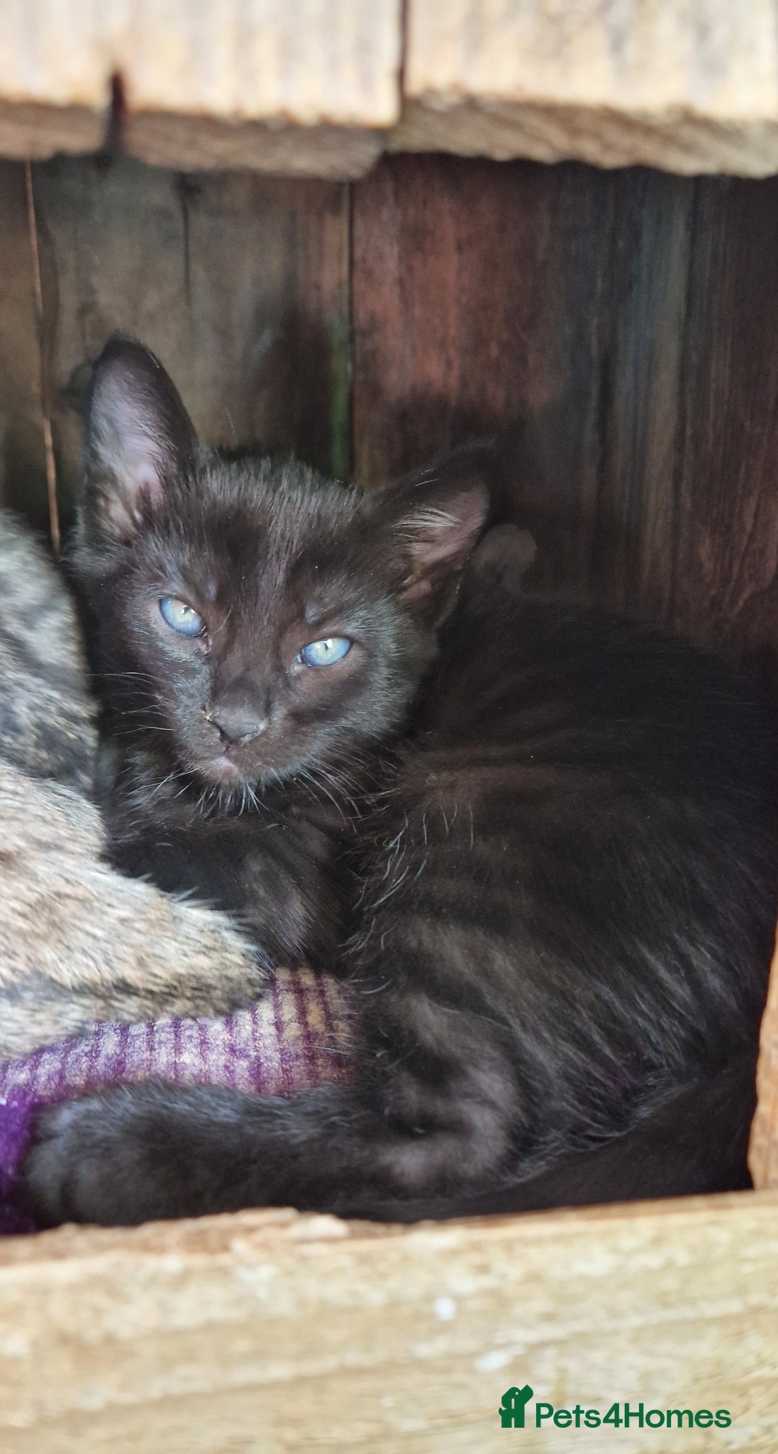 Mixed Breed cats for sale: 7/8ths Bengal, 1/8th Siamese kittens  - Advert 22