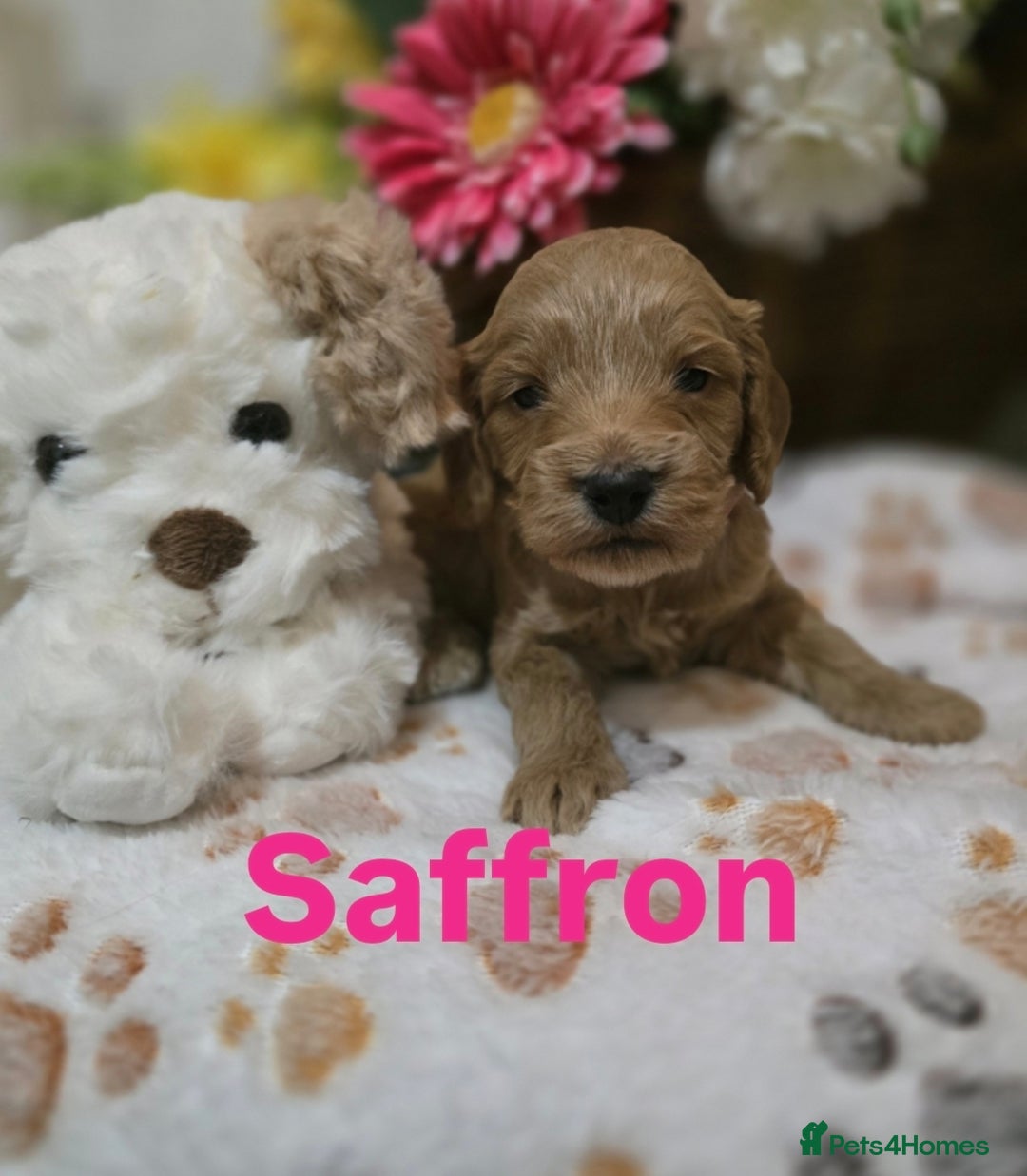 Cockapoo dogs for sale: Health tested cockerpoo F1 pups licensed Breeder  - Advert 21