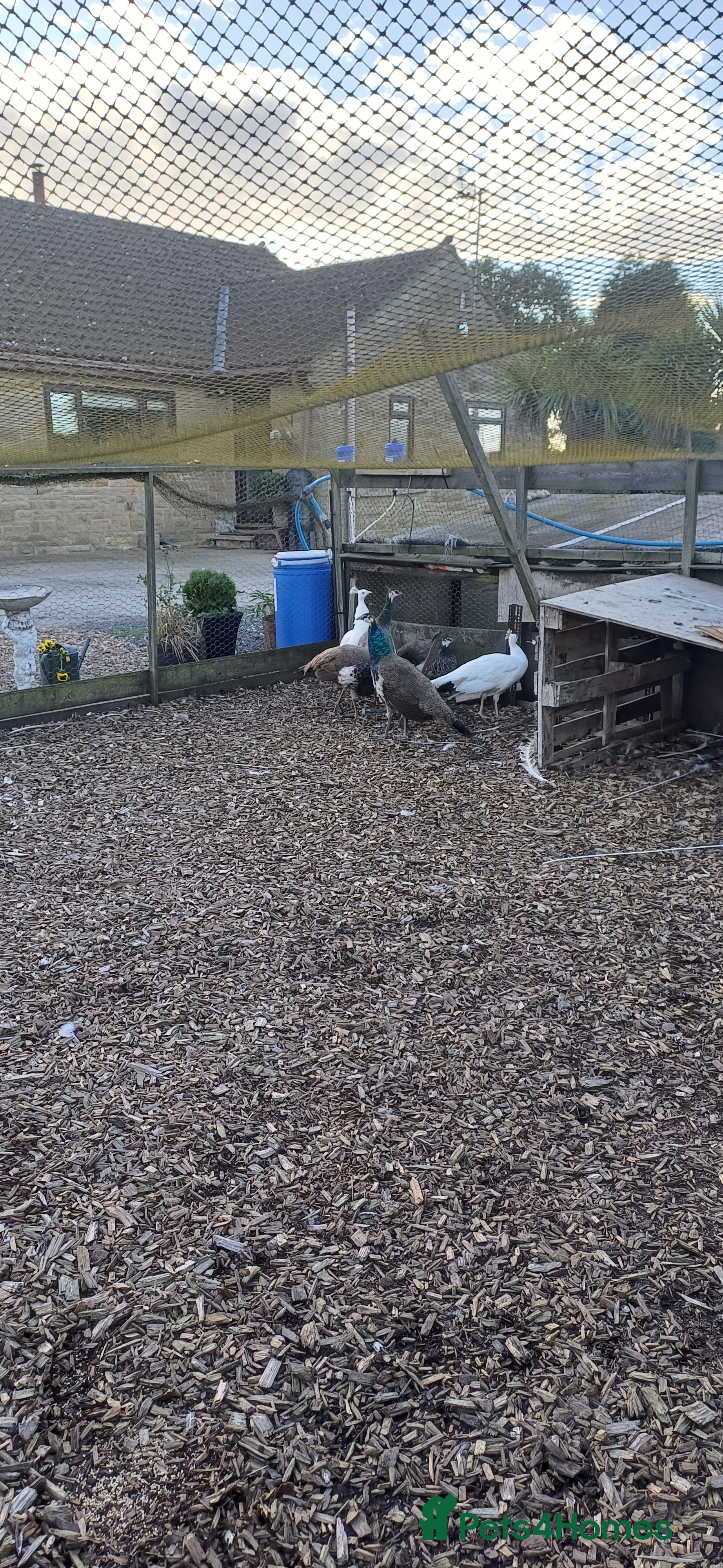 Mixed Breed birds Peacocks  - Advert 5