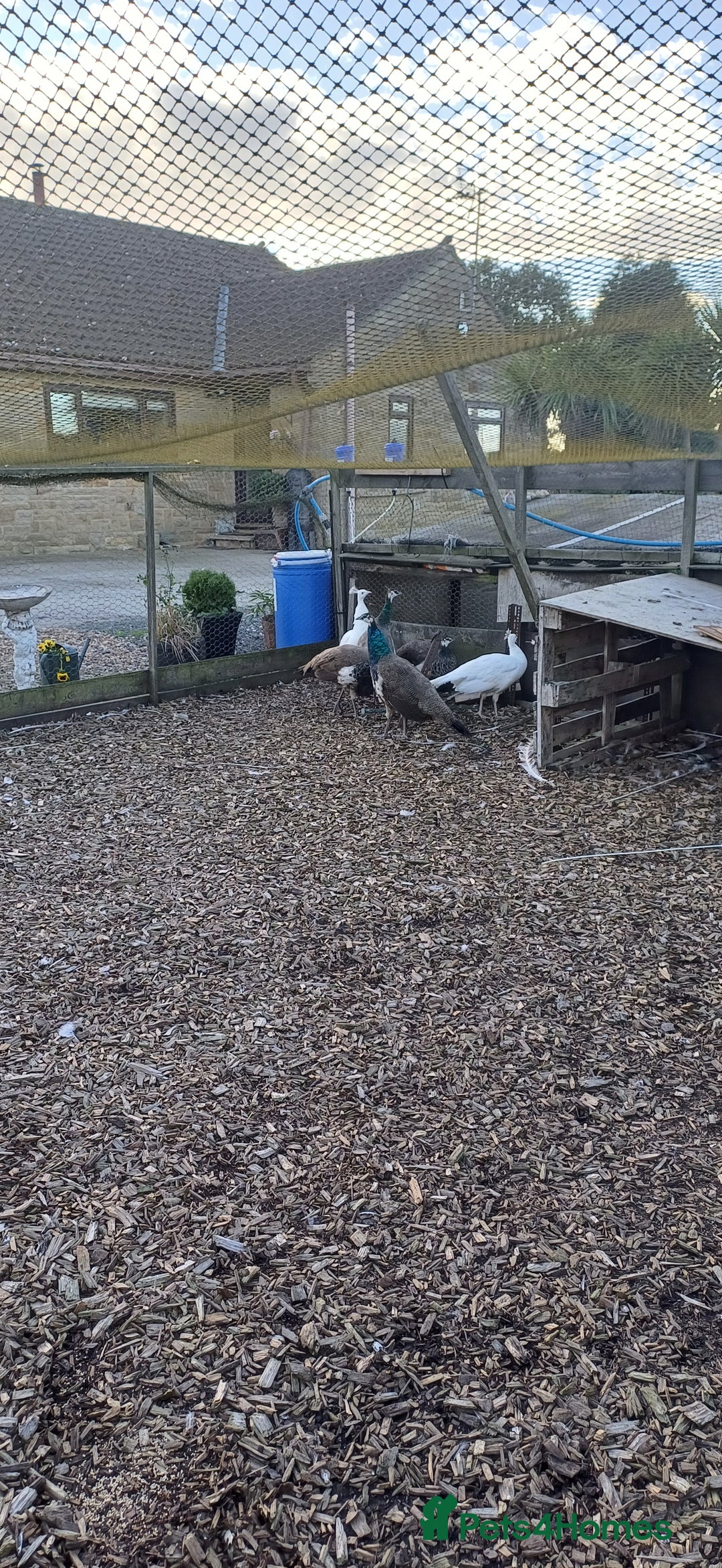 Mixed Breed birds for sale: Peacocks  - Advert 1