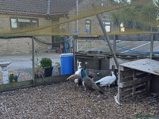 Mixed Breed birds Peacocks - Advert 1