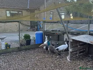 Mixed Breed birds Peacocks - Advert 7