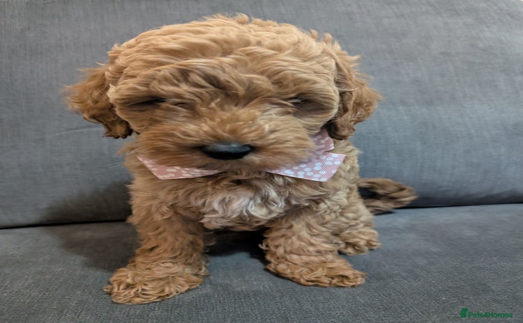 Australian Labradoodle dogs - Advert 1