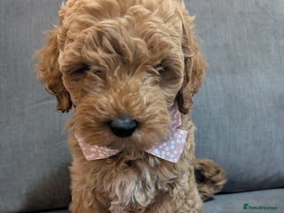 Australian Labradoodle dogs - Advert 1