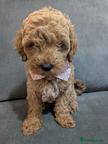 Australian Labradoodle dogs - Advert 5