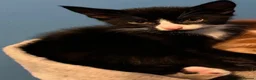 Mixed Breed cats for sale: Tuxedo Boy - Advert 4