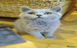 British Shorthair cats for sale: British shorthairs kittens with GCCF pedigree in Taunton - Image 12