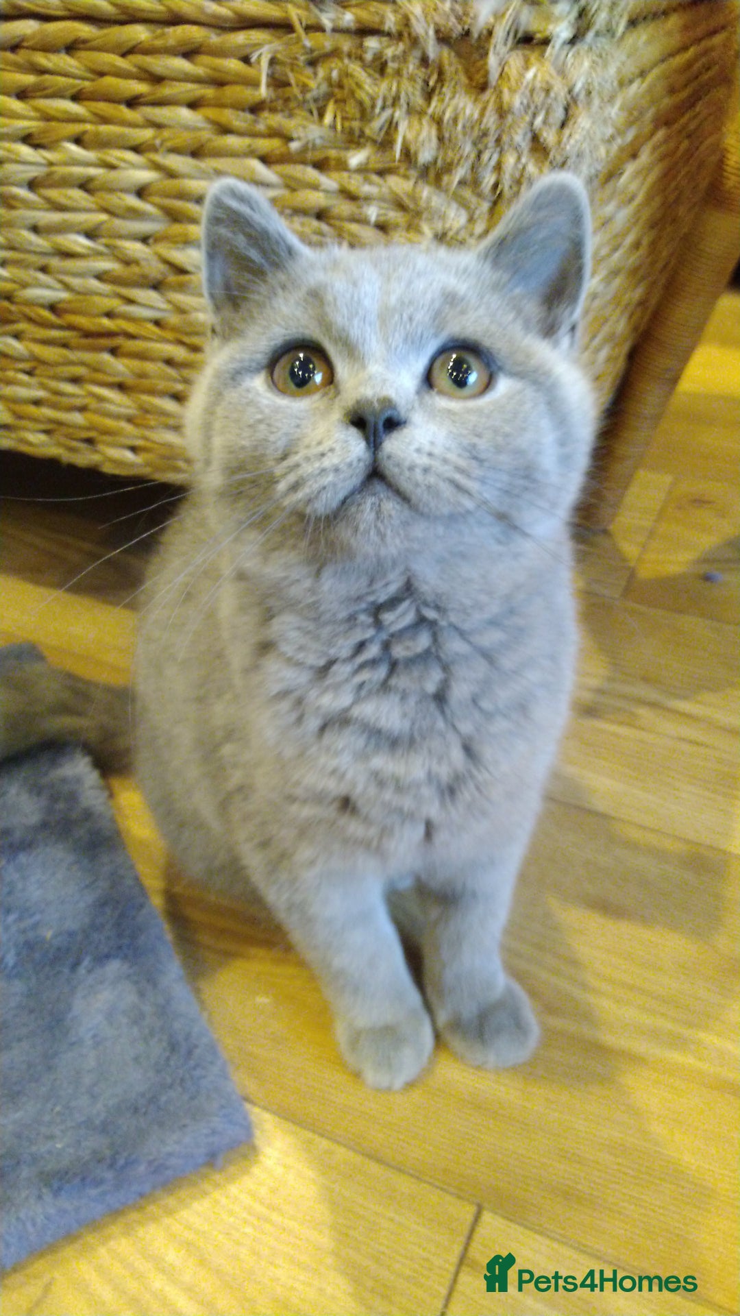 British Shorthair cats for sale: British shorthairs kittens with GCCF pedigree in Taunton - Image 12