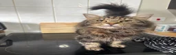 Mixed Breed cats for sale: Mainecoon x Tabby kittens  - Advert 1