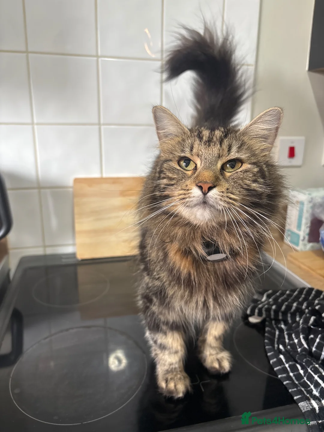 Mixed Breed cats for sale: Mainecoon x Tabby kittens  - Advert 1