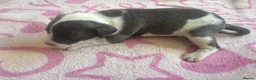 Staffordshire Bull Terrier dogs for sale: Staff puppies for sale  - Advert 32