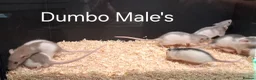 Rat rodents for sale: Baby Dumbo Rat's available, Males & Females  - Advert 13