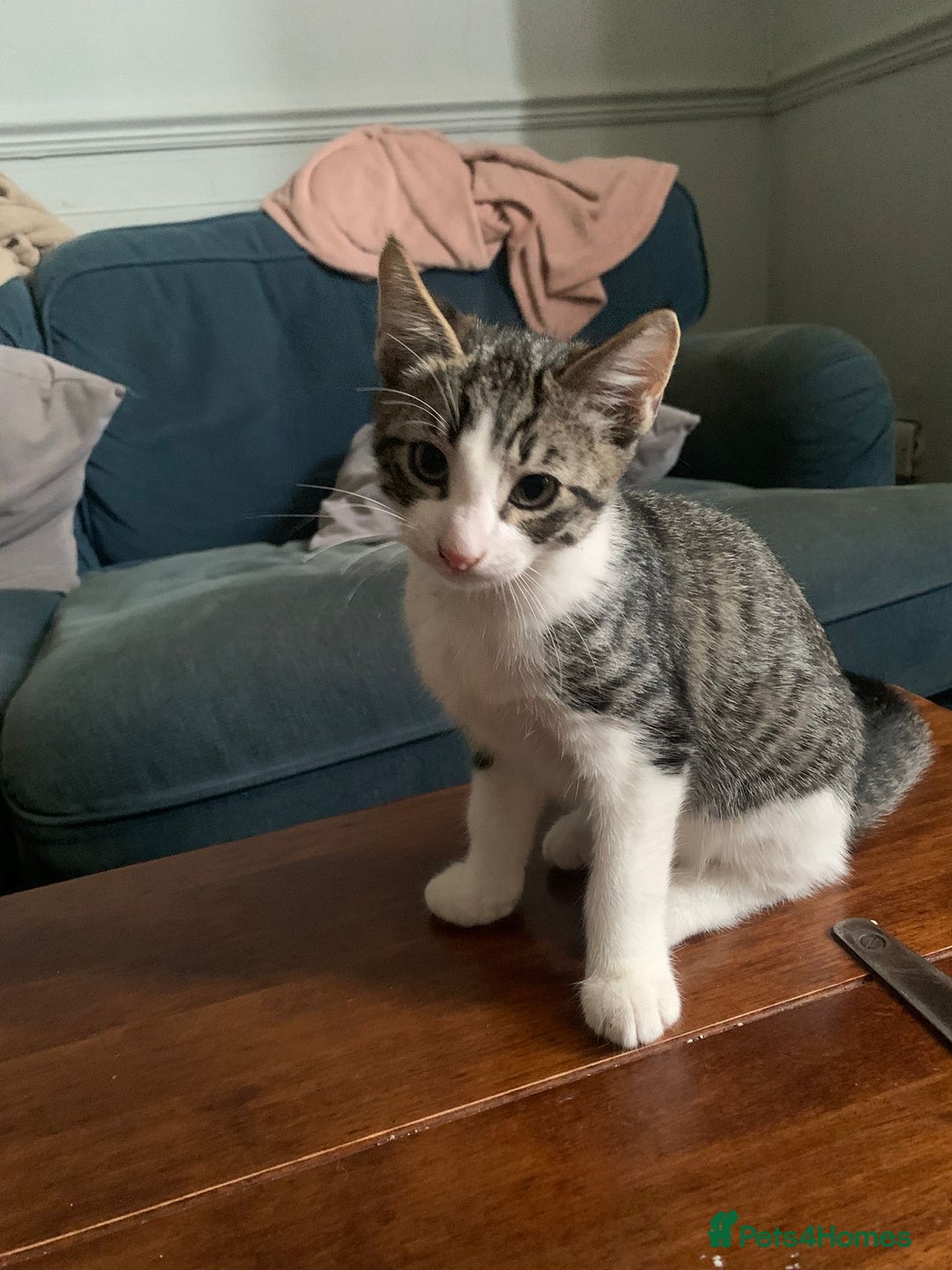 Mixed Breed cats for sale: Kittens for sale - Image 6