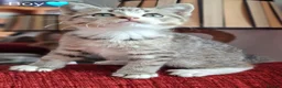 British Shorthair cats for sale: Gorgeous kittens! - Advert 20