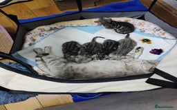 Bengal cats for sale: Tica Active silver Bengal boy for sale  - Image 8
