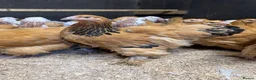 Chickens poultry for sale: Pure breed Hens & Bantams in a massive range  - Advert 2
