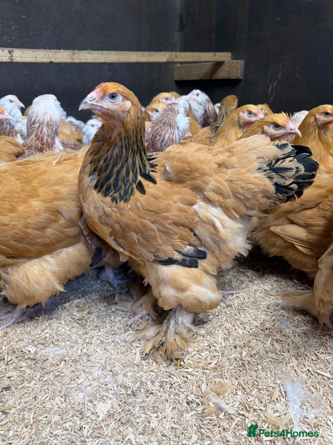 Chickens poultry for sale: Pure breed Hens & Bantams in a massive range  - Advert 2
