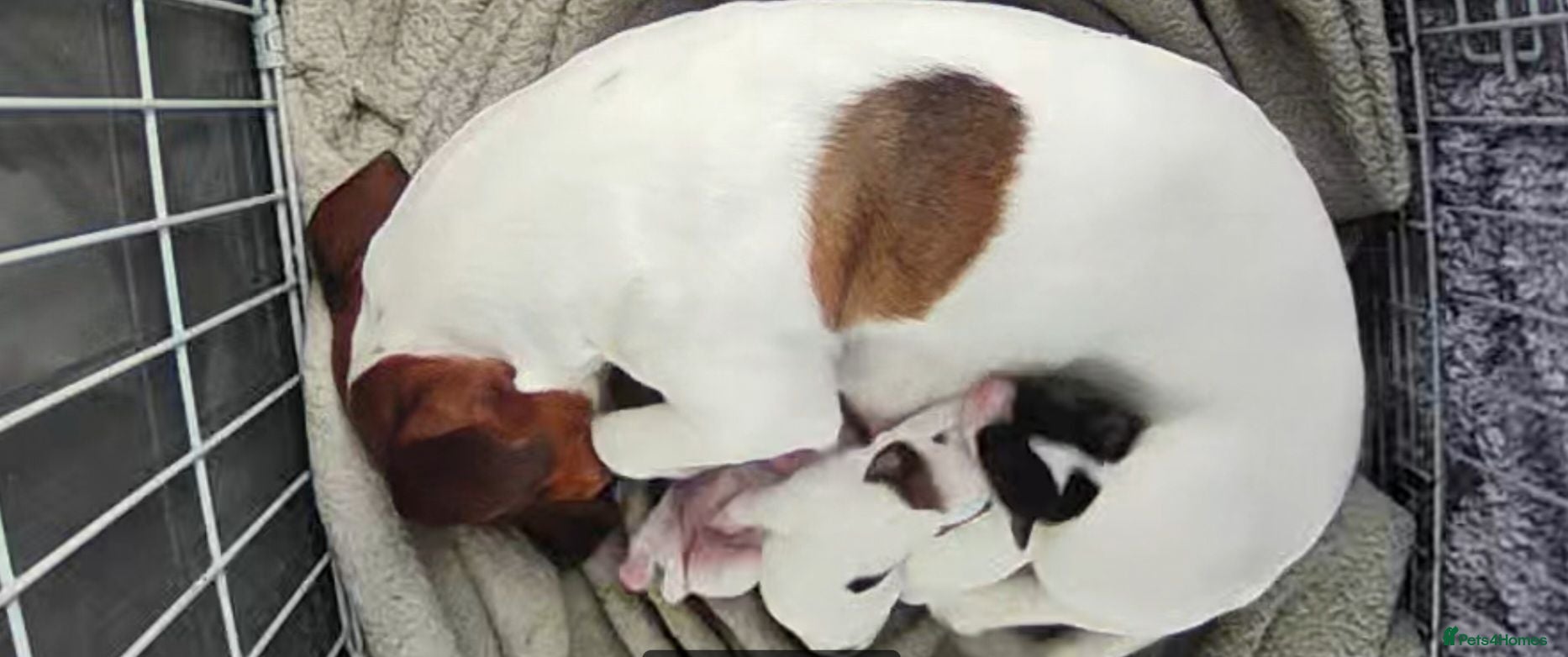 Jack Russell dogs Jack Russell puppies  - Advert 12