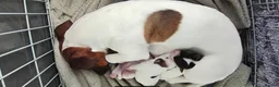 Jack Russell dogs for sale: Jack Russell puppies  - Advert 1