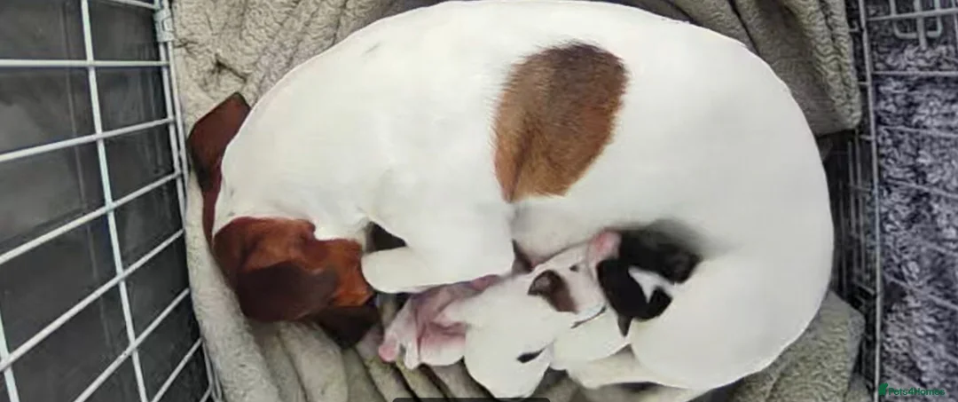 Jack Russell dogs for sale: Jack Russell puppies  - Advert 1