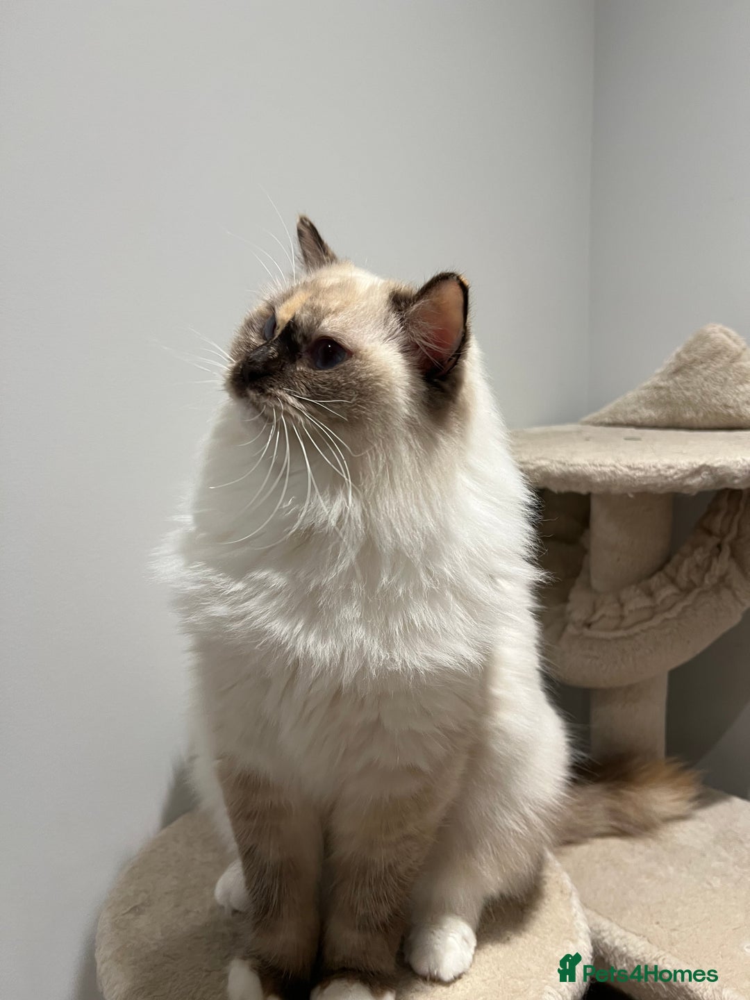 Ragdoll cats for sale: Gorgeous Blue Point Ragdoll girl - Advert 2