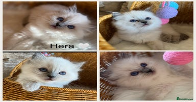 Ragdoll cats 🏆 gccf ragdoll grand champion kittens 🏆 - Advert 9