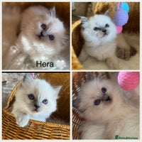 Ragdoll cats 🏆 gccf ragdoll grand champion kittens 🏆 - Advert 3