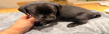 Labrador Retriever 2 (Light Blue Collar)