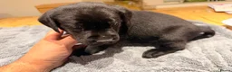 Labrador Retriever dogs for sale: Beautiful litter of Labrador Puppies  - Advert 10
