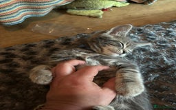 Maine Coon cats for sale: Blue Maine Coon kitten - Image 3