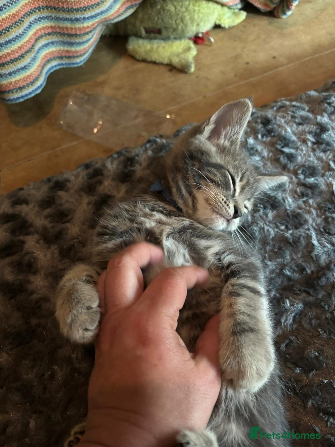Maine Coon cats for sale: Blue Maine Coon kitten - Image 3