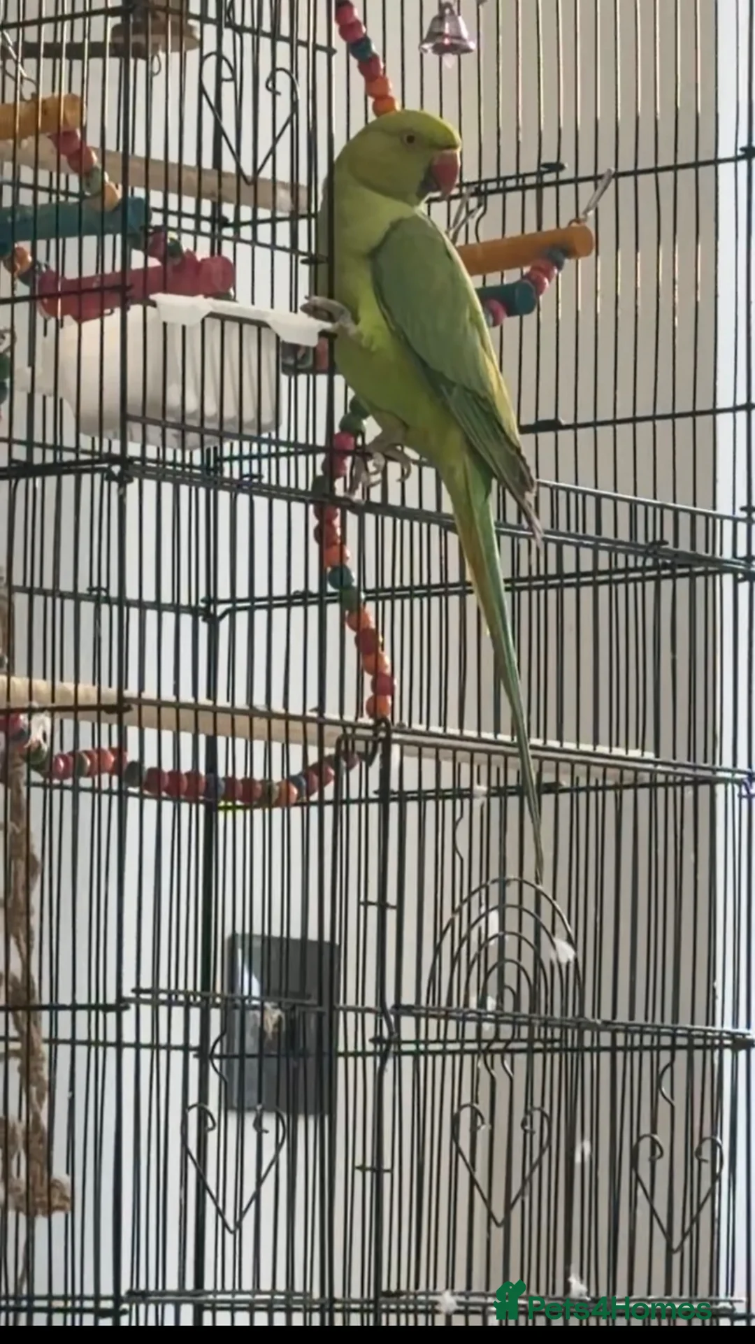 Ringnecks birds for sale: Indian ringneck - Advert 2