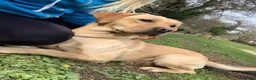 Labrador Retriever dogs for sale: 2 gorgeous boy pups left  in Pontypool - Advert 2