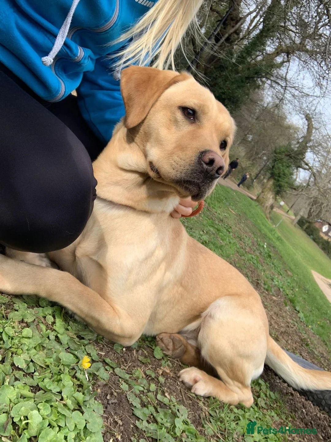 Labrador Retriever dogs for sale: 2 gorgeous boy pups left  in Pontypool - Advert 2
