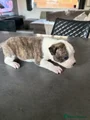 Staffordshire Bull Terrier 2 potato