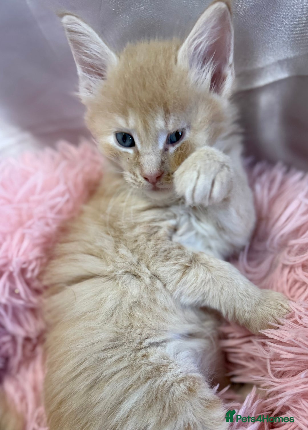 Maine Coon cats for sale: TICA REGISTERED MAINE COON KITTENS - Advert 12