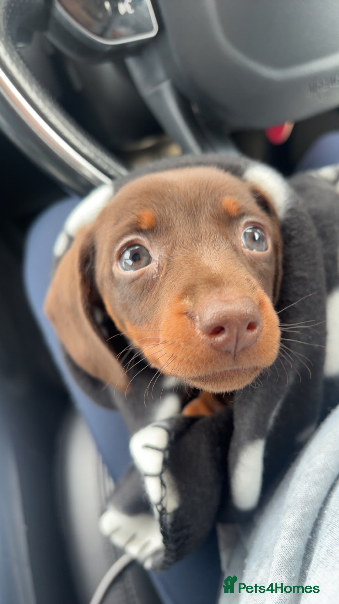 Miniature Dachshund dogs Available now. Mini KC registered dachshund - Advert 1
