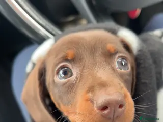Miniature Dachshund dogs Available now. Mini KC registered dachshund - Advert 1